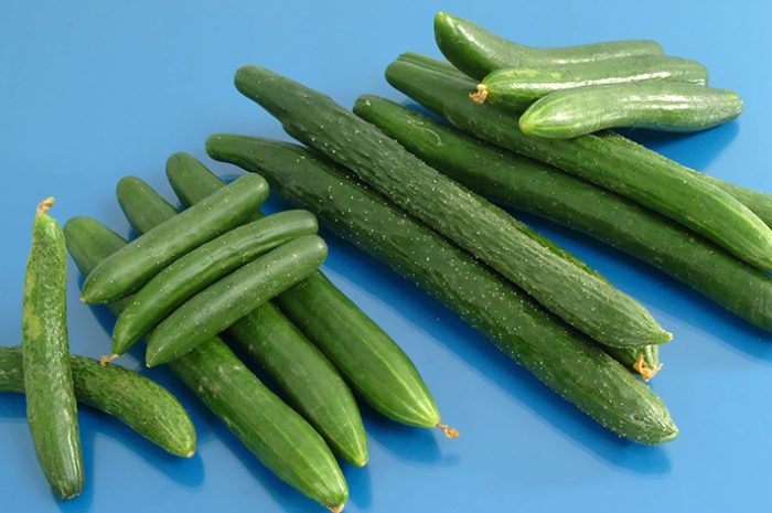 蔬菜種植溫度控制