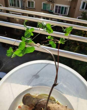 水培樹枝常見問題 水培樹枝常見問題