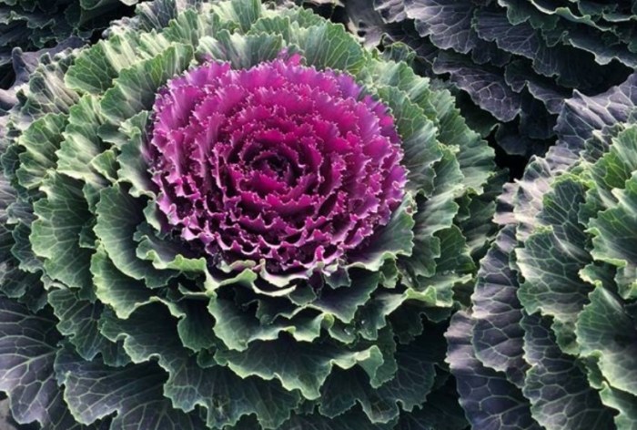 葉牡丹種植方法