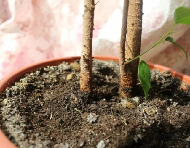 盆栽養護技巧 盆栽養護技巧