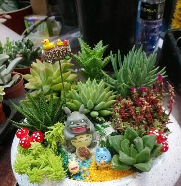 多肉植物組合