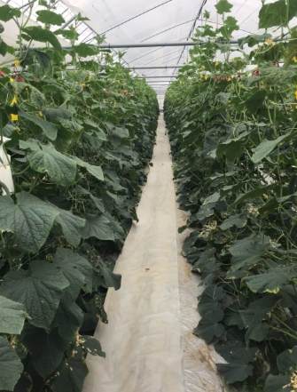 胡瓜病虫害防治