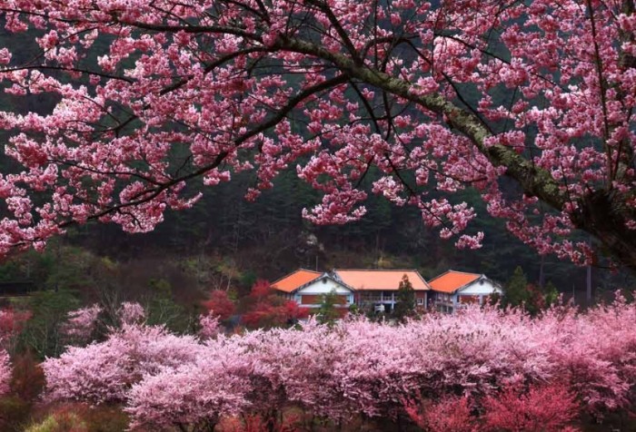 櫻花枯萎 櫻花枯萎