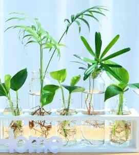 水耕营养液调配