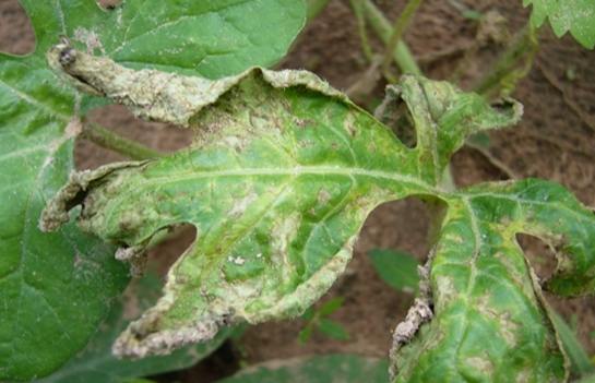 番茄病害用藥推薦