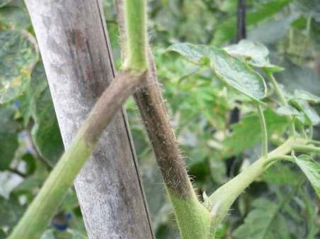 番茄黑骨病防治