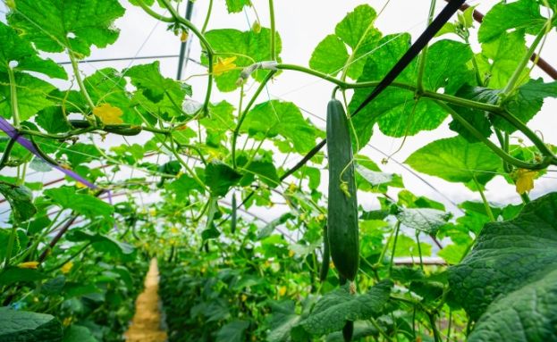 胡瓜栽培方法