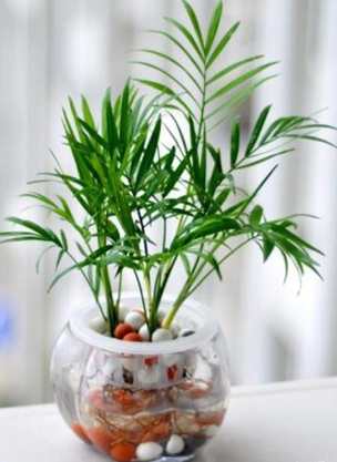 水耕植物照顧 水耕植物照顧