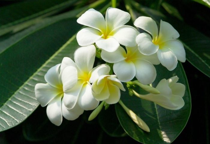 雞蛋花中毒處理