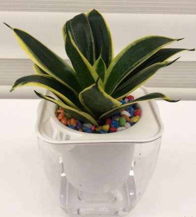 室內空氣淨化植物