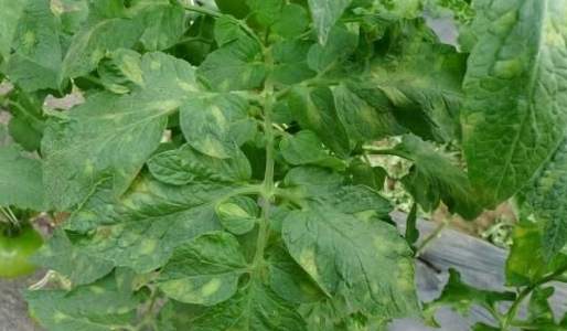 番茄害蟲防治 番茄害蟲防治