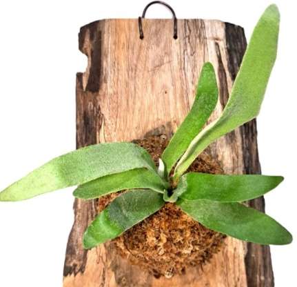 鹿角蕨種植木板