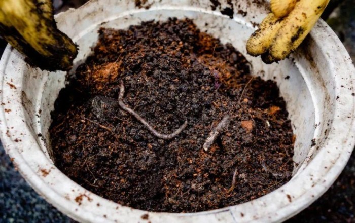 植物養護 植物養護