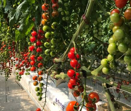 黑番茄種植時間