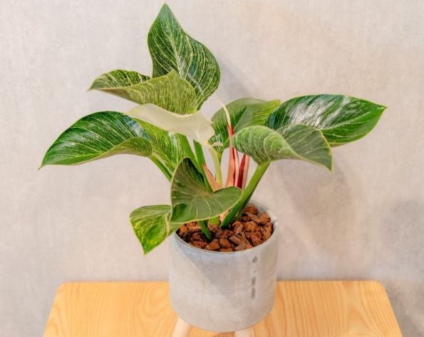 蔓綠絨繁殖方法 蔓綠絨繁殖方法