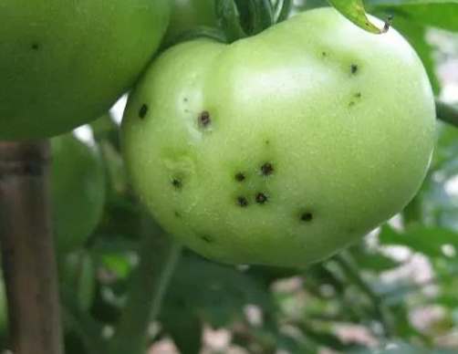 番茄病害用藥推薦