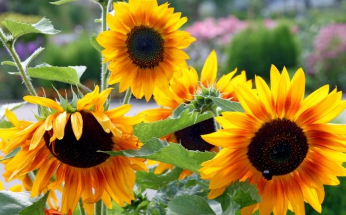 植物軟趴趴原因 植物軟趴趴原因