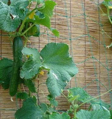 胡瓜病虫害防治