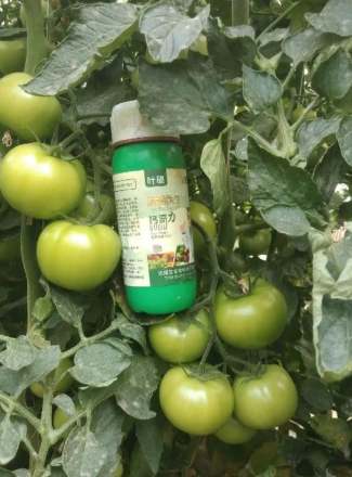 番茄施肥方法