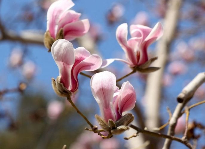 玉蘭樹開花條件