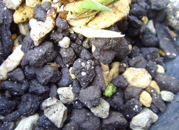 花盆土壤發霉處理 花盆土壤發霉處理