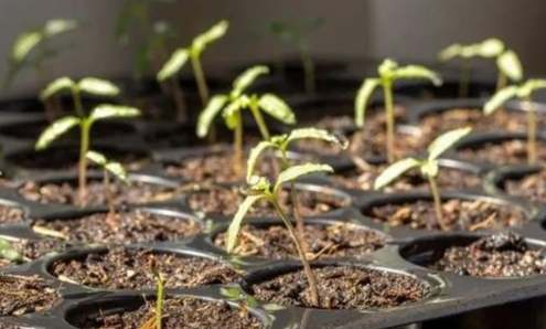 小番茄育苗方法 小番茄育苗方法