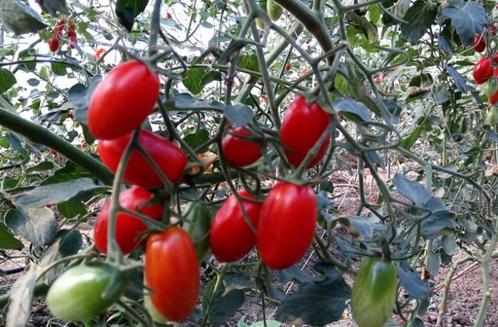 小番茄種植條件