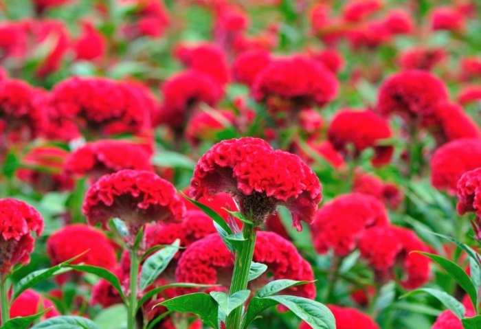 火焰雞冠花 種植