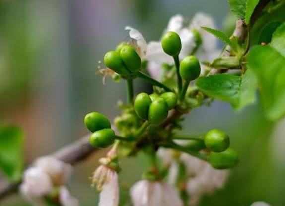 果樹開花不結果