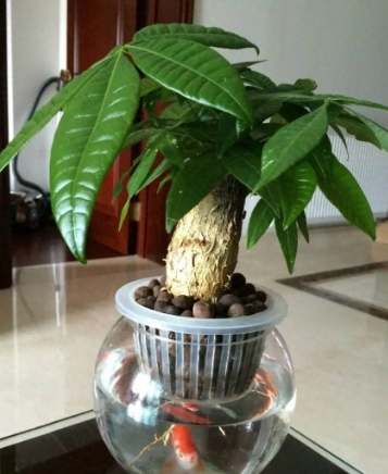 水培樹枝方法 水培樹枝方法