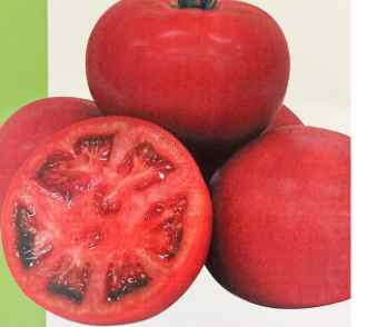 台灣番茄種植技巧