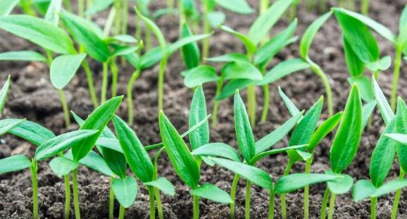 辣椒種子發芽條件