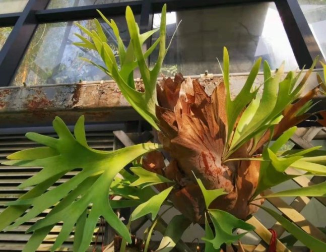 鹿角蕨上板技巧 鹿角蕨上板技巧