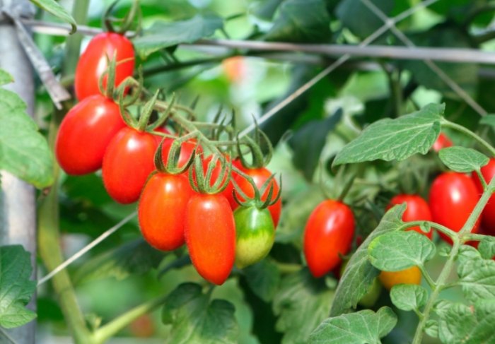 小番茄栽培環境