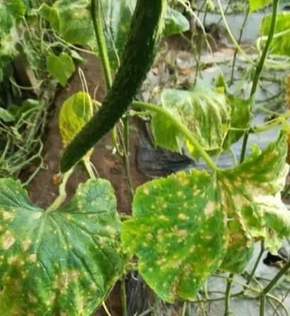 黃瓜葉子黃斑原因