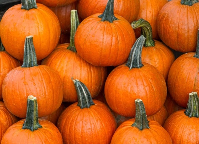 南瓜開花不結果原因