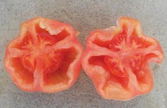 番茄空心果原因