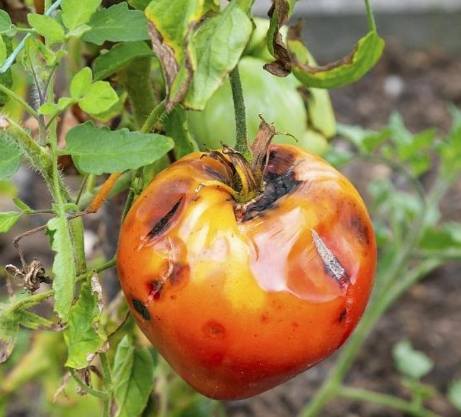 爛番茄可以吃嗎