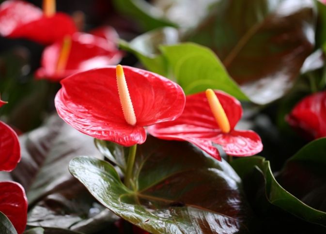 葉子軟化原因 葉子軟化原因