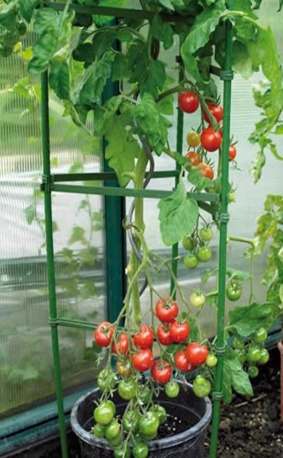 番茄支架使用技巧 番茄支架使用技巧