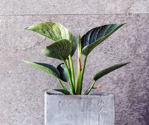 金鑽綠公主植物病害