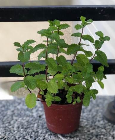 發泡煉石園藝應用