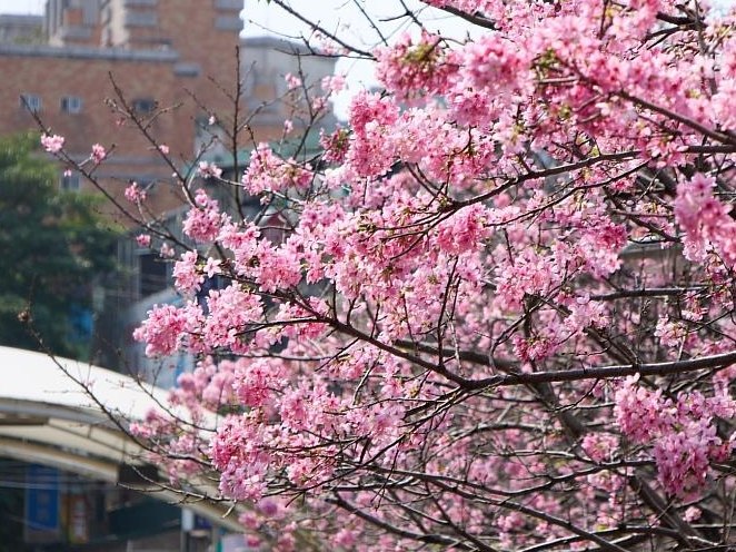 櫻花養護 櫻花養護