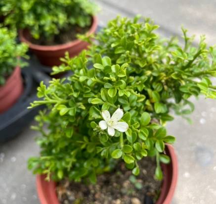 達摩七里香 種植