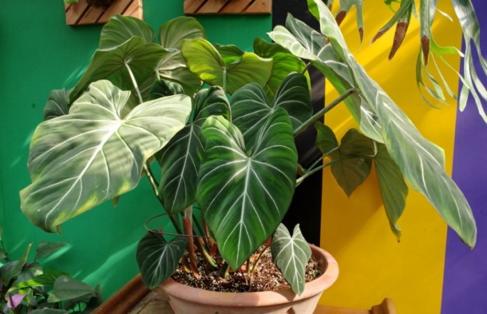 室內植物喜林芋