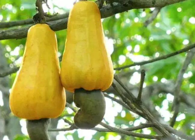 腰果發芽食用安全