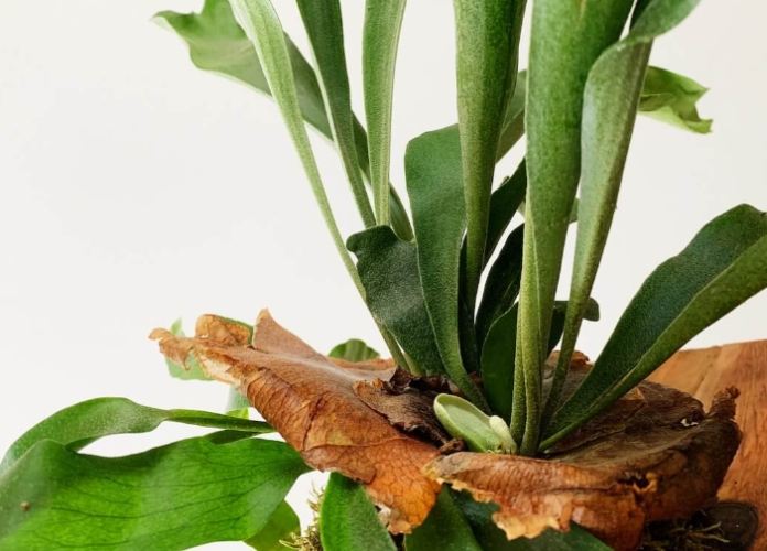 鹿角蕨上板技巧 鹿角蕨上板技巧