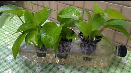 土耕改水耕方法