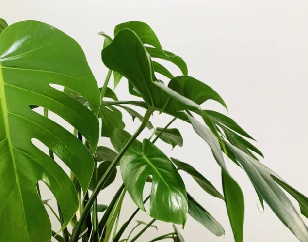 龜背芋病害處理