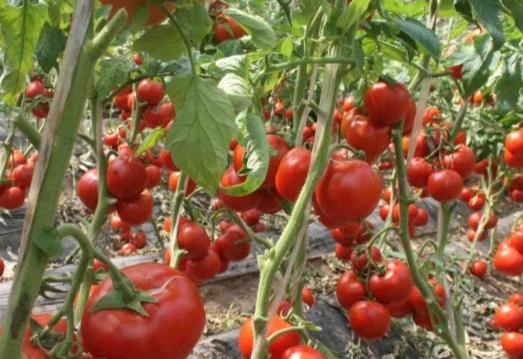 牛番茄栽培